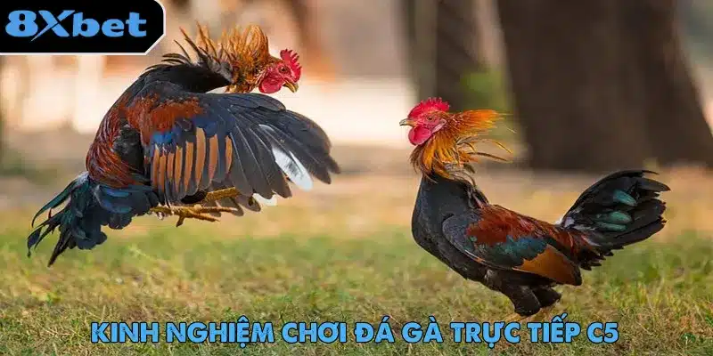 Đá Gà Trực Tiếp C5 - Trải Nghiệm Cược Hot Nhất 2025 4 Đá gà trực tiếp C5 cùng những mẹo hay dành cho tân binh cá cược